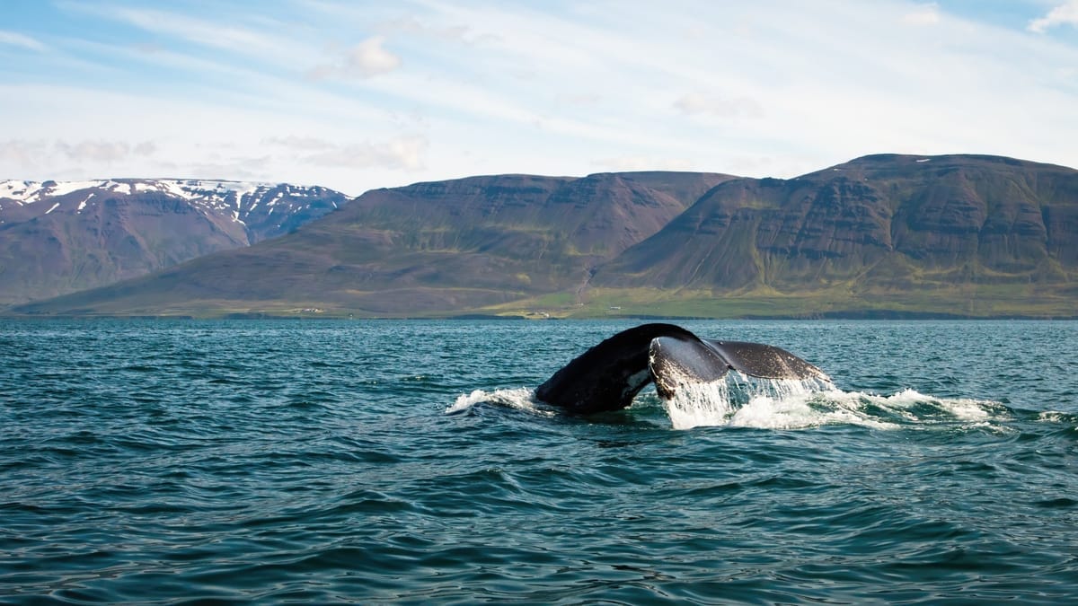 Buckelwal-Fluke taucht vor der Bergkulisse des Eyjafjörður bei Akureyri ab