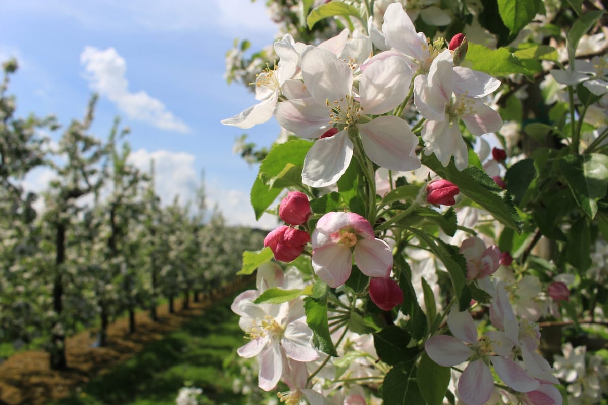 Apfelplantage oder blühende Obstbäume am Hardangerfjord mit Fjord und Bergen im Hintergrund