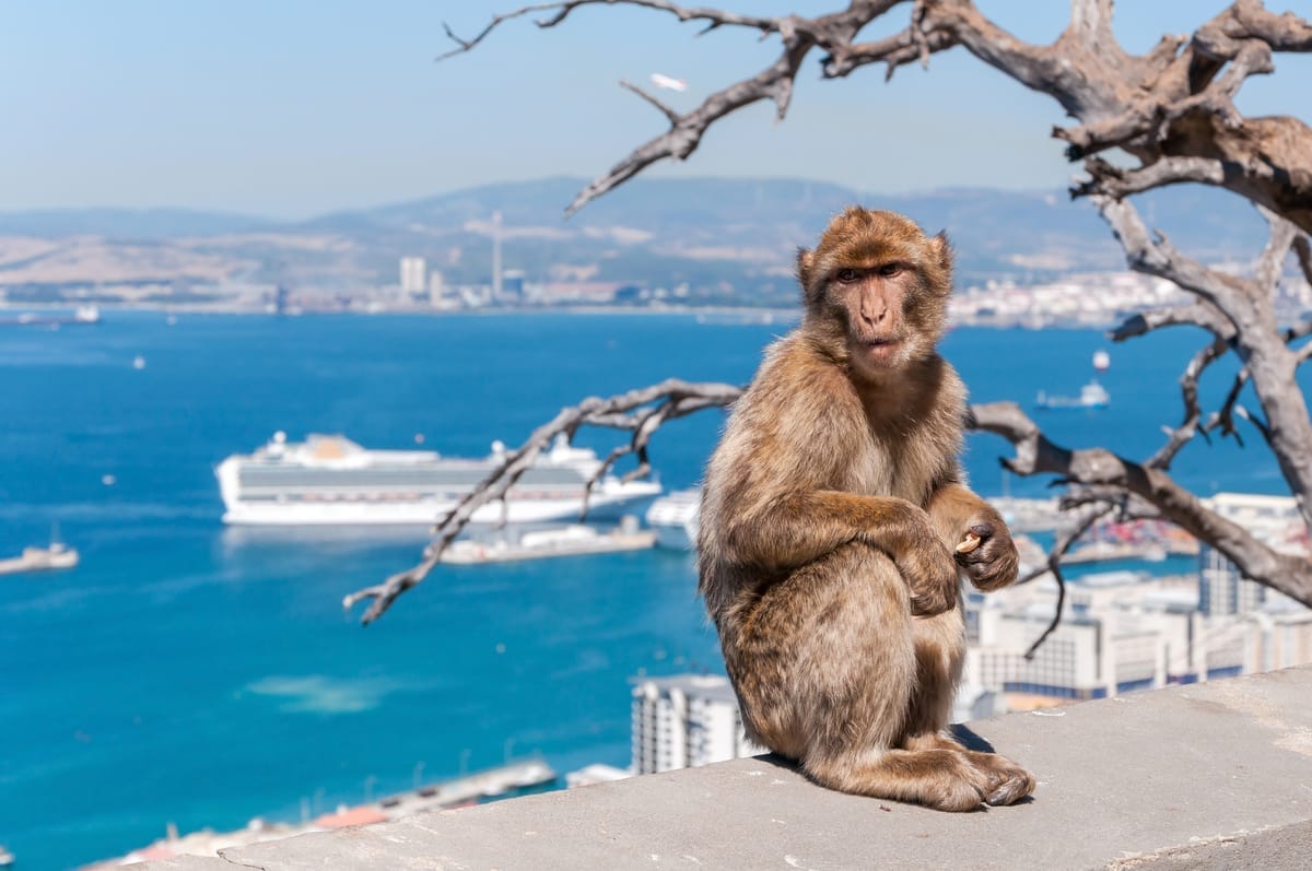 Berberaffe sitzt auf einer Mauer am Upper Rock, dahinter die Bucht von Gibraltar mit einem Kreuzfahrtschiff am Kai