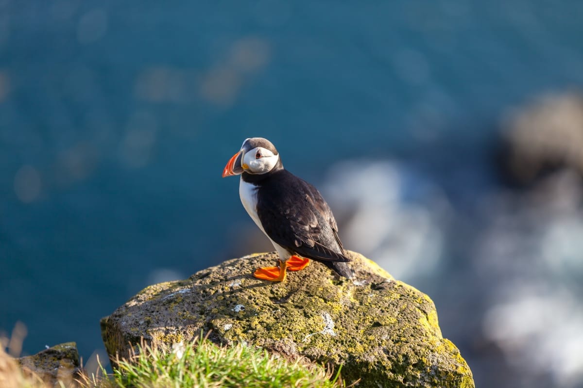 Papageitaucher mit Fischen im Schnabel auf der Vogelinsel Vigur bei Ísafjörður