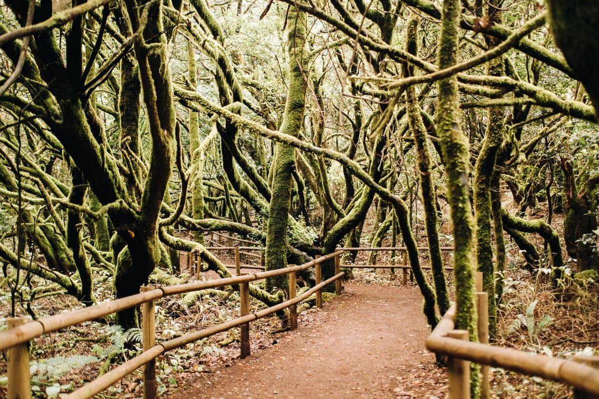 Moosbewachsene Bäume säumen einen schmalen Pfad im Lorbeerwald des Nationalparks Garajonay auf La Gomera
