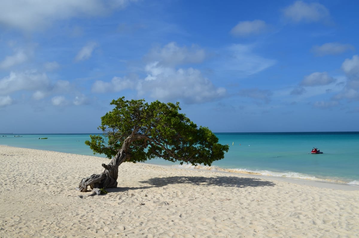 Vom Passatwind schief gewachsener Divi-Divi-Baum am hellen Sand des Eagle Beach auf Aruba, dahinter türkisfarbenes Meer