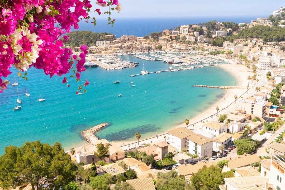 Die runde Bucht von Port de Sóller mit Marina und Sandstrand von oben, Bougainvillea im Vordergrund
