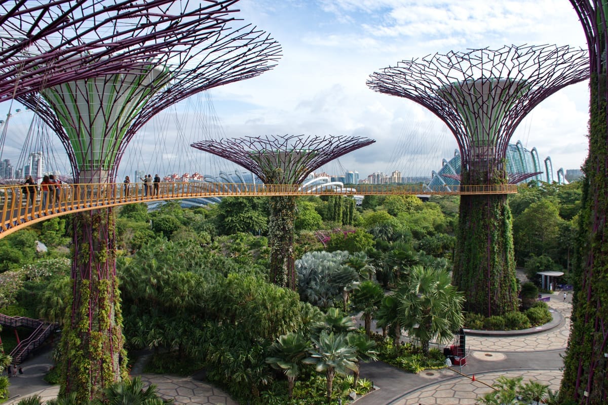 Die begrünten Supertrees in den Gardens by the Bay in Singapur mit ihren violett beleuchteten Kronen