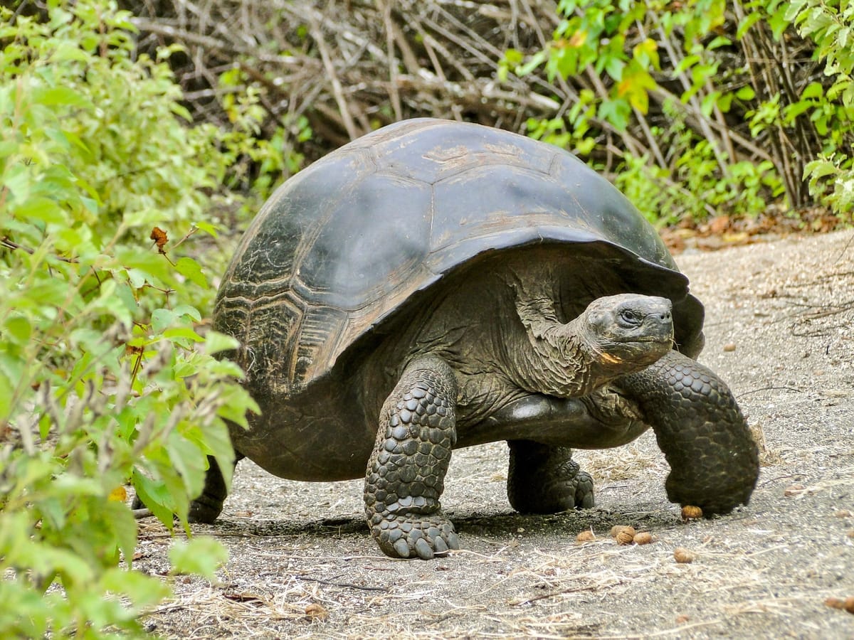 Riesenschildkröte auf den Galapagos-Inseln in natürlicher Umgebung